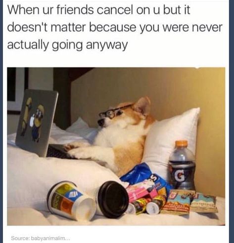 Awkward People, Yoga Humor, Lazy Humor, Animal Humour, Funny Dog Memes, Morning Humor, Memes Humor, Ecards Funny, Dog Memes