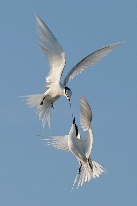 White Birds, Animal Study, Animal Reference, Pretty Animals, Animal References, Photography Contests, Two Birds, Arte Inspo, Bird Drawings