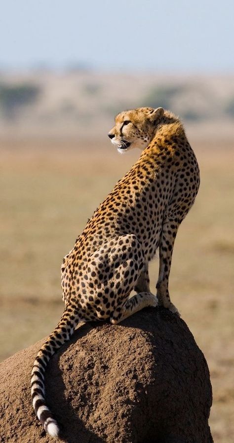 Cheetah Reference Photo, Big Cat Reference Photo, Leopard Reference Photo, Cheetah Side View, Wild Cats Photography, Cheetah Reference, Cheetahs Animal, Cheetah Images, Leopard Photos