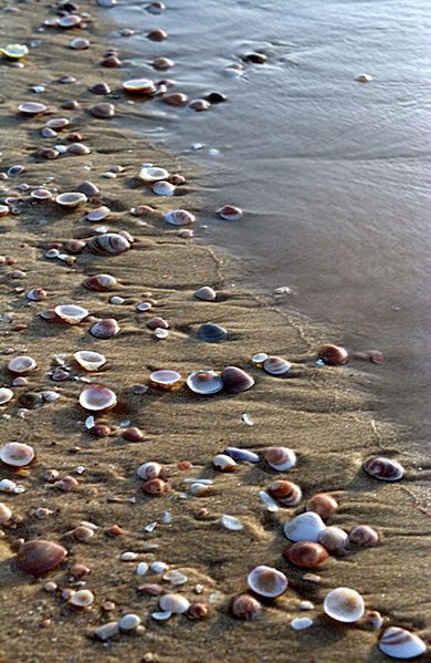 Shells  ❤ Terra Santa, She Sells Seashells, I Love The Beach, Sea Shore, Beach Wallpaper, Beach Living, Beach Time, Rimini, Ocean Life