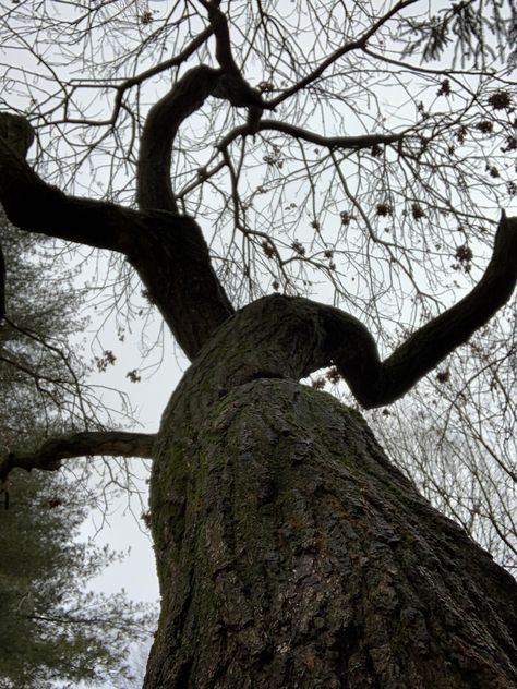 Took this at John Rudy, its a worms eye view of a tree. Worms Eye View Pose, Worms Eye View Photography, Worm's Eye View Photography, Looking Up Photography, Perspective Ideas, Bright Forest, The Art Of Noticing, Art Of Noticing, Worms Eye View