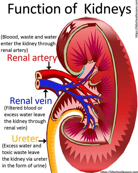 Urinary System, Human Body Facts, Basic Anatomy And Physiology, Nurse Study Notes, Nursing Student Tips, Biology Facts, Medical Student Study, Nursing School Survival, Human Body Anatomy