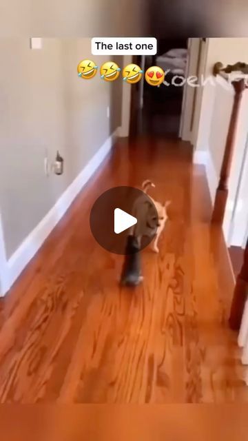 Animal Humor Hilarious, Funny Dog Gifs, Funny Dog Compilation, Hap Hap Happy Dog Video, Funny Animal Pics Hilarious, Puppy Videos Funny Hilarious, Dogs Talking Videos, Dog Voice Over Videos, Talking Dogs Funny Video