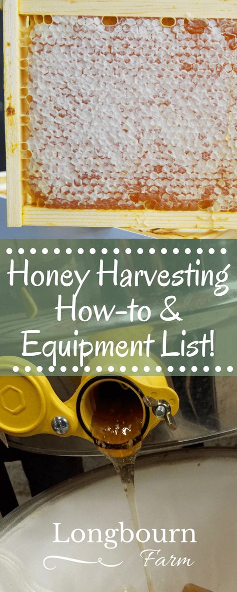 Get an informative and handy list of honey harvesting equipment as well as a how-to guide, perfect for the first time bee-keeper! Honey Harvesting, Honey Bee Farming, Honey Bees Keeping, Harvesting Honey, Bee Farming, Bee Hive Plans, Keeping Bees, Backyard Bee, Raising Bees