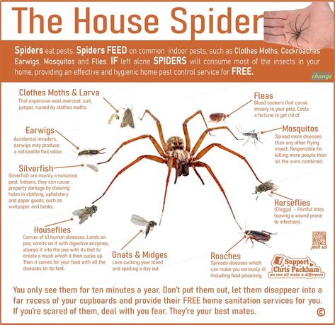 Spider Identification Chart, Cool Spiders, Spider Facts, Easy Fishing Knots, Spider Identification, Spider Eating, Dangerous Spiders, Summer Life Hacks, Poisonous Spiders