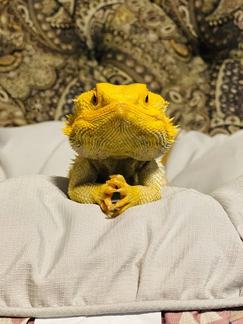 Animal Pics Funny, Bearded Dragon Cute, Cute Lizard, Funny Animal Pics, Pet Illustration, Cute Reptiles, Silly Animals, Bearded Dragon, Animal Pics