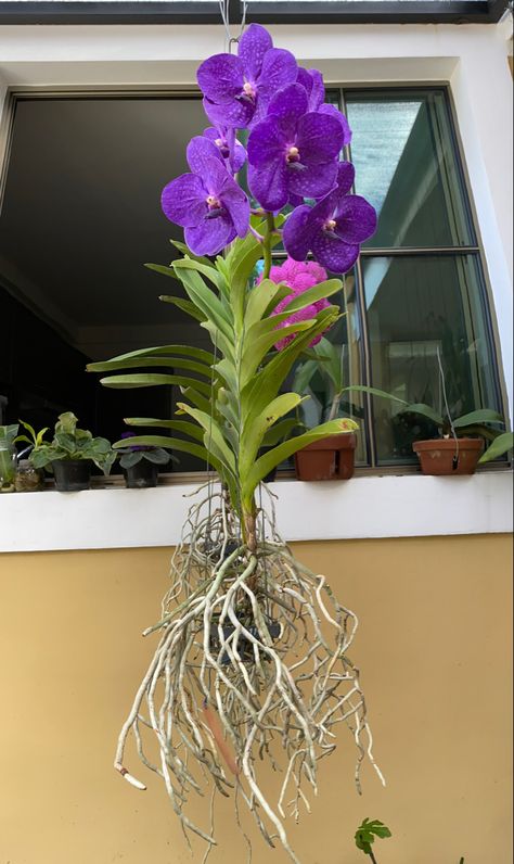 Meditation Balcony, Mounting Orchids, Pond Lily, Orchid Roots, Tropical Garden Ideas, Vanda Orchids, Rare Orchids, Growing Orchids, Plant Varieties