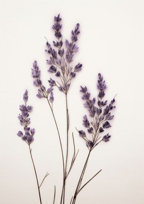 Real Pressed lavender flowers blossom plant herb. | premium image by rawpixel.com / Wan Lavender Plant Aesthetic, Lavender Pictures, Pressed Lavender, Flowers To Draw, Dried Botanicals, Lavender Wall, Flower Canvas Art, Purple Wall Art, Flower Canvas Wall Art