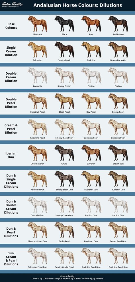 Horse Coat Colors Chart, Types Of Horses Breeds, Horse Reality, Horse Genetics, Horse Color Chart, Rare Horse Colors, Beautiful Horses Wild, Rare Colours, Horse Colours