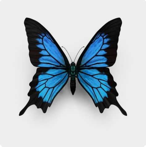 Morpho Azul, Papilio Ulysses, Ulysses Butterfly, Borboleta Tattoo, Blue Butterfly Tattoo, Blue Butterfly Wings, Blue Morpho, Blue Butterflies, Butterfly Tattoo Designs