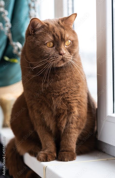 British Brown Shorthair. British Short Hair Brown Cat, Chocolate British Shorthair Cats, Brown British Shorthair, Japon Aesthetic, Chocolate Cats, Shorthaired Cat, York Chocolate, Different Breeds Of Cats, Short Hair Brown