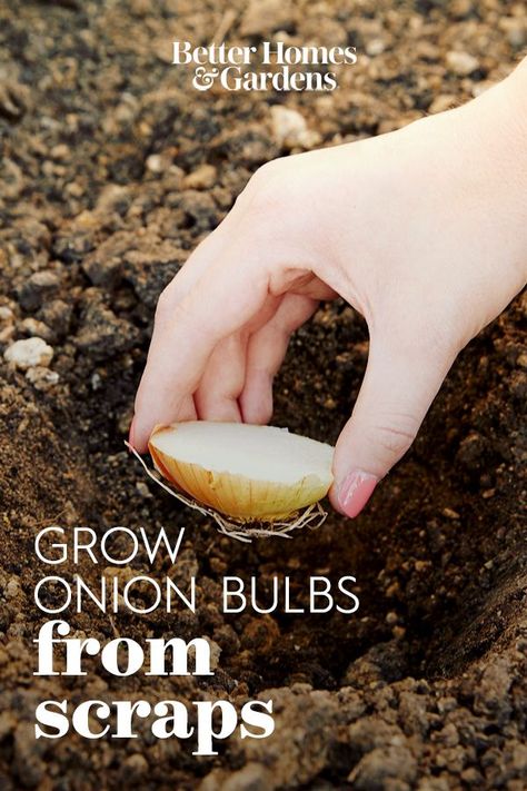 Regrow Vegetables, Vegetables In Pots, Growing Vegetables In Pots, Growing Ginger, Growing Onions, Onion Bulbs, Kitchen Scraps, Planting Onions, Celery Green