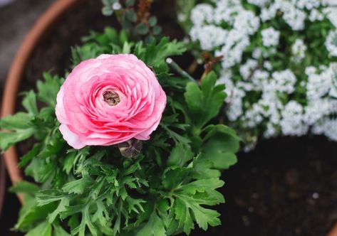 Why Ranunculus Grow Best In Pots | Horticulture Magazine Growing Ranunculus In Pots, How To Grow Ranunculus In Pots, Ranunculus In Containers, Ranunculus Companion Plants, Potted Ranunculus, Ranunculus In Pots, Planting Ranunculus, Growing Ranunculus, Patio Container Garden