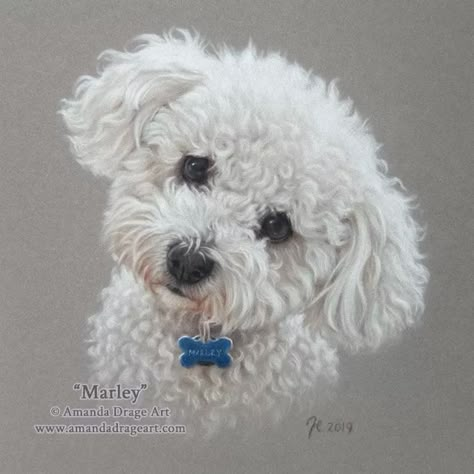 Other Dog Breeds Pastel Portraits | Amanda Drage Art Cute Donkey Drawing Art, Bichon Poo, Bichon Frise Art, Poodle Drawing, Pet Portraiture, Bichon Dog, Pet Portrait Paintings, Dog Portraits Painting, Dog Portraits Art