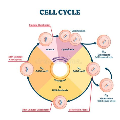 Cell Cycle Vector Illustration. Educational Microbiological Phases Scheme. Stock Vector - Illustration of leaves, cytokinesis: 164166818 Cycle Drawing, Cell Theory, Graduation Images, Comics Drawing, Cell Cycle, Biology Facts, Cell Division, Medical School Studying, Biology Notes