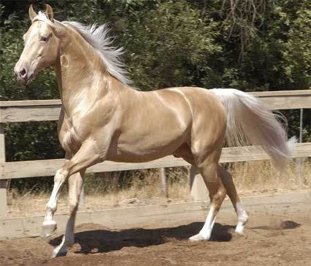 Most Beautiful Horse In The World 6 (1) Cavalo Palomino, Ahal Teke, American Saddlebred Horses, Akhal Teke Horses, Golden Horse, Palomino Horse, American Saddlebred, Akhal Teke, Most Beautiful Horses