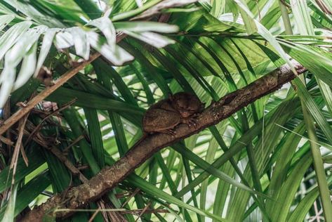 If you’re planning to visit Bohol, the Tarsier Conservation Area in Loboc is definitely worth a stop. The Tarsier Conservation Area is a sanctuary where you can observe the Tarsiers… Dumaguete, Siargao, Garden Villa, Adventure Guide, Nocturnal Animals, Bohol, Travel Money, Boracay, Island Hopping