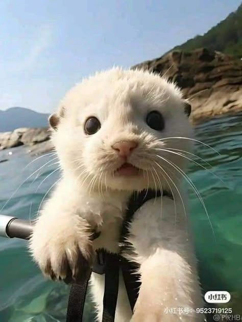 Cute white otter Cute Otter Pictures, Albino Otter, Baby Otters Cute, Otters Aesthetic, Otter Pfp, White Otter, Sleeping Otters, Adorable Otters, Otter Cute