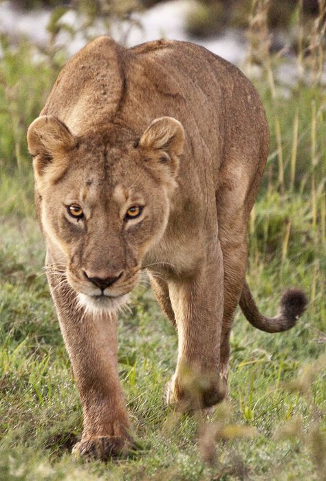 Wild Lioness on the prowl by Jim Boots* Horror Sleeve, Lioness Tattoo, Female Lion, Lion Photography, Lion And Lioness, American Summer, Lion Love, Lion Pictures, African Lion