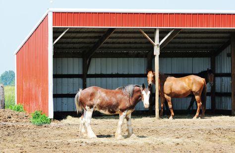 Dry Lots and Shelter of Shade Cheap Roofing, Aggressive Animals, Horse Shelter, Farm Shed, Run In Shed, Roofing Options, Two Horses, Horse Property, Horse Health