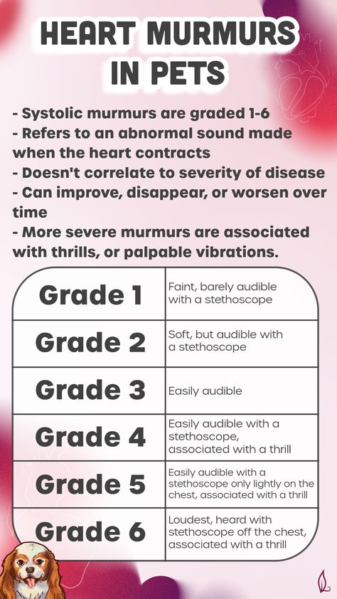 🫀 A heart murmur is a leak, or “turbulence” in the blood flow. Murmurs are graded according to severity from low (1) to high (6). The grade has nothing to do with the strength of the heart - the heart muscle may be working normally. But over time with MVD, the heart will enlarge and the condition will eventually lead to heart failure. Learn more on my blog. Heart Murmurs, Types Of Heart, Qi Deficiency, Small Poodle, Mitral Valve, Medical Videos, Heart Function, Heart Muscle, Breeds Of Dogs