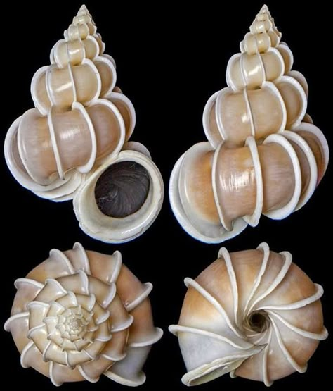 Epitonium scalare (Linnaeus, 1758) - C.Chen Wentletrap Shell, Art Coquillage, Shell Game, Shell Collection, She Sells Seashells, Conch Shell, Shell Art, Natural Forms, Sealife