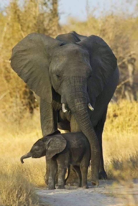 Elephant Pictures, Elephants Photos, Baby Elefant, Save The Elephants, Elephant Love, Majestic Animals, African Elephant, African Animals, Zimbabwe