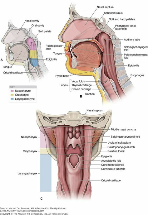 Medical Prints, Anatomy Head, Gross Anatomy, Dental Anatomy, Basic Anatomy And Physiology, Medical Student Study, Medical School Studying, Medical School Essentials, Muscle Anatomy