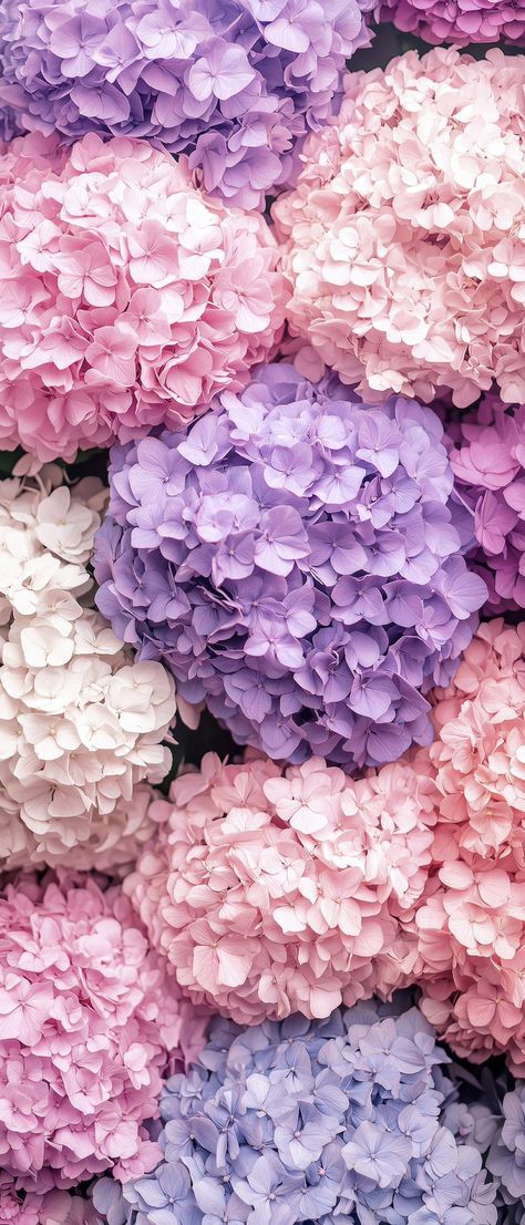 Pink Muse (@thepinkmuse) on X Hydrangea Wallpaper Iphone, Texture References, Hydrangea Wallpaper, Love Rose Flower, Flowers Wallpapers, Flowery Wallpaper, Cool Backgrounds Wallpapers, Wallpaper Nature Flowers, Pink Hydrangea