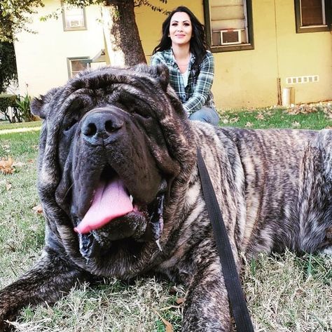 American Molossus Ch Old World Sasquatch Check us out at www.oldworldmolossus.com and follow us on Instagram and YouTube at American Molossus and Old World Molossus also pick up our book dog breeding Secrets by Marcus E Curtis Dog Photos Funny, Cute Big Dogs, American Molossus, Big Dogs Being Picked Up, Extra Large Dog Breeds, Big Dogs Scary, Gentle Giant Dogs, Massive Dogs, Big Dog Breeds Gentle Giant