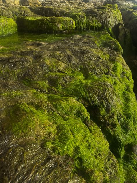 Beach moss, ocean moss, moss texture, sea stones, rocks, rocks with moss, mossy stones, beach photo idea, wild beach, mermaid. #moss #oceanmoss #seamoss #beachphoto #mossystone #alveisme Moss Color Aesthetic, Landscape Rocks, Sea Shore, Moss Texture, Moss Aesthetic, Mossy Stone, Mossy Cave, Forest Moss, Moss On Stone