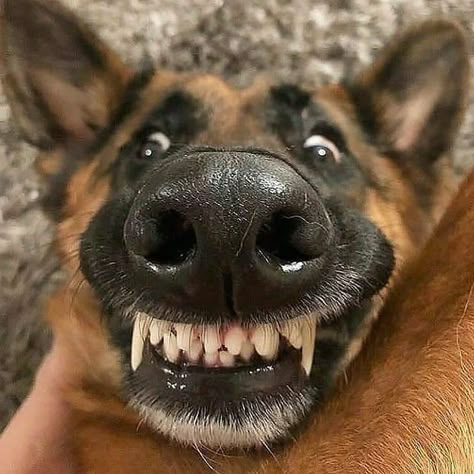 German Shepherd Memes, Sheperd Dogs, German Sheperd Dogs, German Shepherd Funny, Funny German Shepherd, Luxury Dog Collars, German Shepards, Dream Dog, Shepherd Dogs