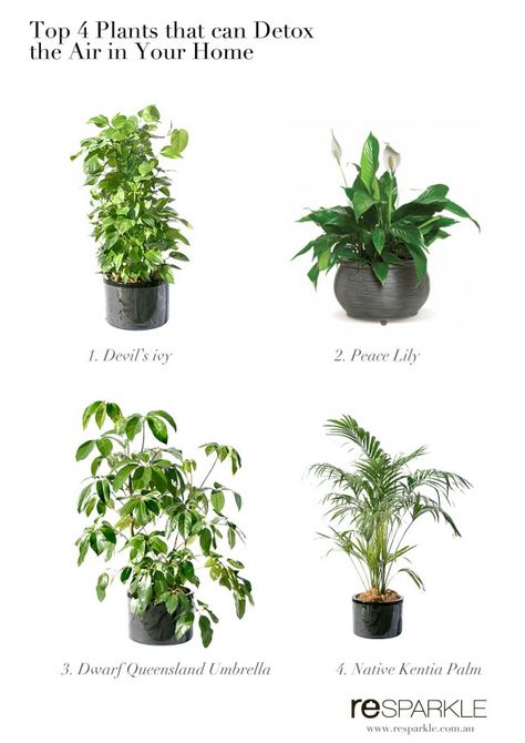 House Paint Schemes, Indoor Plants Clean Air, Garden Australia, Plant Bathroom, Plant Bedroom, Best Air Purifying Plants, Air Garden, Tall Indoor Plants, Air Cleaning Plants