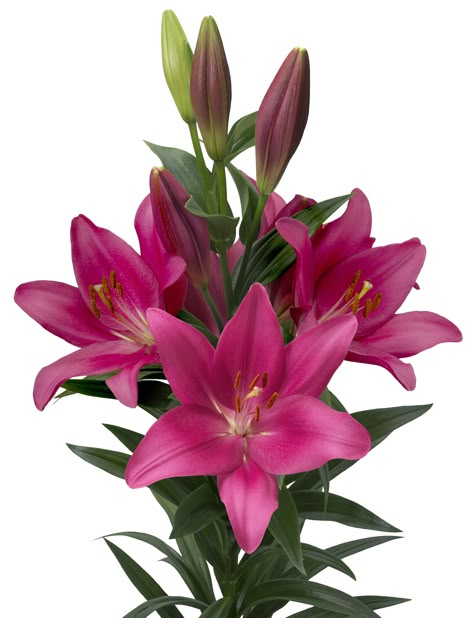 Pink lily LA hybride Lively Lilium lelie breeding Flower Rocks, Different Types Of Flowers, Butterfly And Flower, Day Lilies, Big Plants, Beautiful Windows, Beautiful Flowers Pictures, Pink Lily, Lily Flower