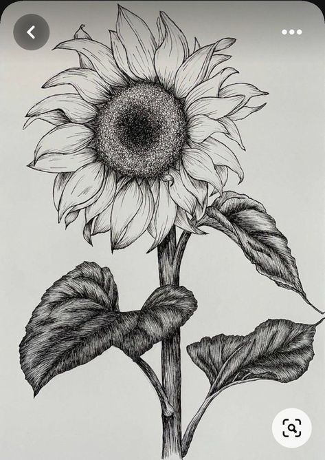 Sunflower Tattoo Sketch Design, Sunflower Sketch Aesthetic, Sunflower Ink Drawing, Sunflower Stippling, Drawing A Sunflower, Nature Tattoo Drawings, Sunflower Sketch Pencil, Sunflower Aesthetic Drawing, Half Sunflower Drawing