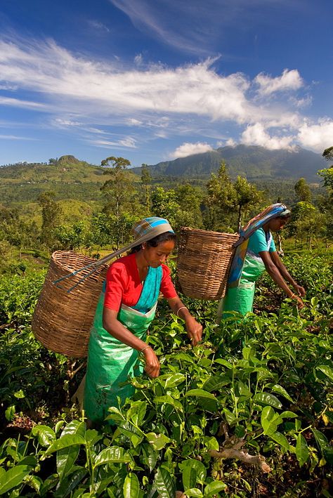 High Quality Stock Photos of "sri lanka" Ancient Irrigation, Nuwara Eliya Sri Lanka, Sri Lanka Holidays, Assam Tea, Nuwara Eliya, Tea Plant, Traditional Tea, Ceylon Tea, Sri Lanka Travel