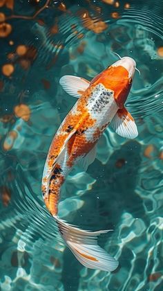 Pictures Of Koi Fish, Koi Pond Photography, Photo Reference Animal, Koi Fish Reference Photo, Cute Animal Reference Photos, Koi Fish Photos, Animal Art Reference Photo, Animal Drawing Reference Photo, Animal Photo Reference