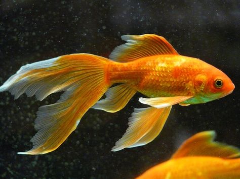 Veiltail, Fish, Goldfish, Swim, Aquarium Veiltail Goldfish, Common Goldfish, Comet Goldfish, Fantail Goldfish, Modern Gardens, Fauna Marina, Orange Fish, Middle Names, Golden Fish