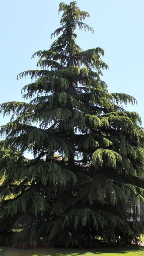 dwarf deodar cedars Deodar Cedar, Cedrus Deodara, Fine Gardening Magazine, Bushes And Shrubs, Plant Science, Fine Gardening, Cedar Trees, Garden Borders, Tree Painting