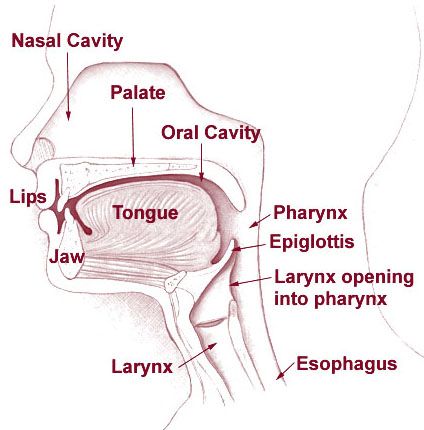 Diagram of the vocal resonating areas which modify and amplify sound.. Singing Exercises, Singing Techniques, Vocal Lessons, Vocal Exercises, Nasal Cavity, Voice Lesson, Respiratory Therapy, Singing Tips, Singing Lessons