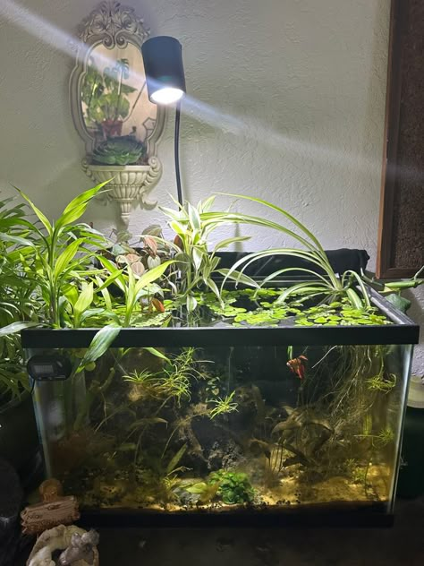 20 Gallon Planted Aquarium, 10 Gallon Paludarium, 10 Gallon Planted Betta Tank, Planted 10 Gallon Aquarium, 10 Gallon Planted Tank, Betta Tank Aesthetic, 10 Gallon Planted Aquarium, Black Water Tank, 10 Gallon Terrarium Ideas