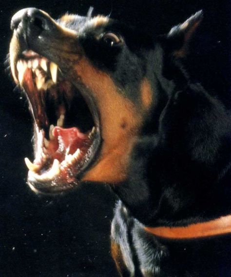 bad dog Perro Doberman Pinscher, Black And Tan Terrier, Angry Dog, Doberman Pinscher Dog, Scary Dogs, Doberman Puppy, Dog Exercise, Doberman Dogs, Love My Dog