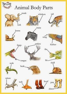 Animal body parts English vocabulary - Trunk, shell, whiskers and so forth #ESL… Animals Name In English, Animal Body Parts, English Vocab, Kids English, English Fun, English For Kids, English Language Teaching, English Resources, English Lessons For Kids