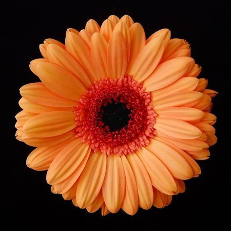 Orange Gerber Daisy by Jim Christensen Gerber Daisy Wallpaper Iphone, Gerber Daisy Painting, Daisy Poster, Gerbera Daisy Illustration, Vital Spring, Orange Gerber Daisy, Gerbera Daisy Orange, Tiny Flower Tattoos, Orange Daisy