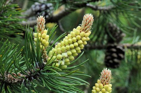 Pine Bach Remedies, Scots Pine, Bach Flowers, Pinus Sylvestris, Flower Remedies, Bach Flower Remedies, Flower Remedy, Making Flowers, Green To Blue