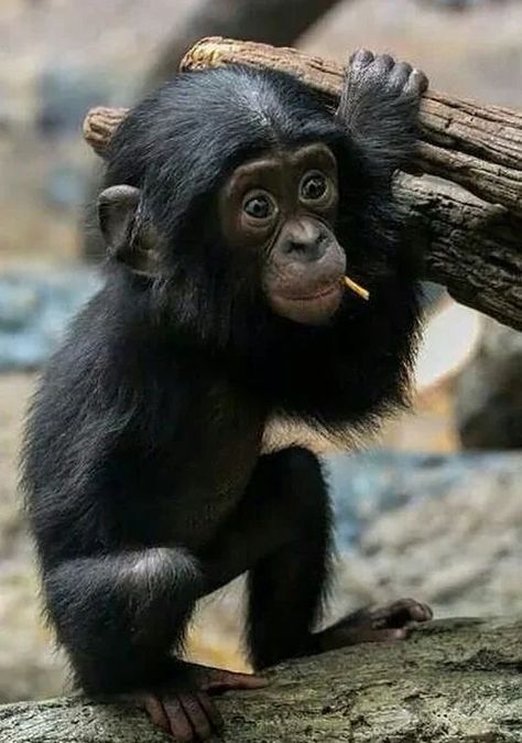 Cute Monkeys, Baby Monkeys, Pet Monkey, Baby Animals Pictures, Cute Monkey, Monkey Business, Baby Monkey, Animal Pics