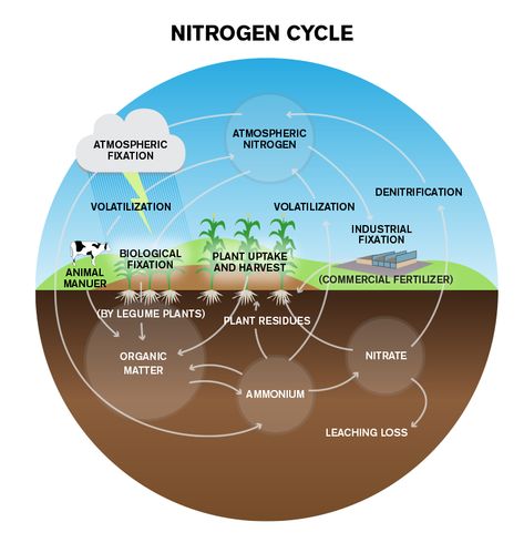 Nitrogen Cycle Lessons Nitrogen Cycle Project, Glycolysis Pathways, Nutrient Cycle, Process Diagram, Electron Transport Chain, Nitrogen Fixation, Crafts Bookmarks, Cell Organelles, Nitrogen Cycle