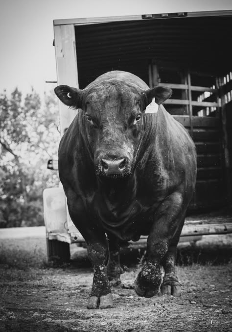 Rodeo Photography, Angus Bull, Bull Pictures, Ranch Photography, Wild Bull, Cow Photography, Bull Tattoos, Bull Art, Livestock Farming