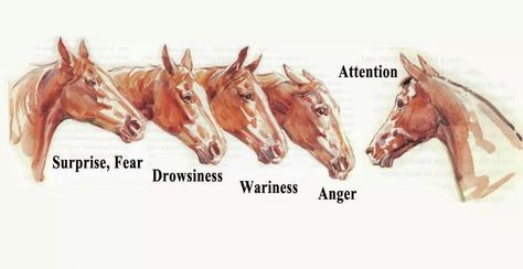 Learn your horses ear meanings Informative Illustration, Horses Ears, Horse Behavior, Horse Information, Horse Facts, Horse Care Tips, Horse Info, Horse Ears, Horse Anatomy