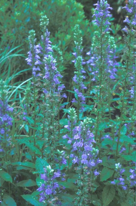 Lobelia siphilitica (blue lobelia, great lobelia): Go Botany Lobelia Siphilitica, Blue Lobelia, Rabbit Resistant Plants, Grace Farms, Plant Palette, Perennial Bulbs, Backyard Dreams, Mostly Sunny, Dug Up